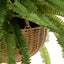 Boston Fern - Laos Hanging