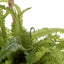 Boston Fern - Laos Hanging
