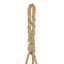 Boston Fern - Laos Hanging