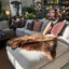 NZ Sheepskin - Chocolate Brown