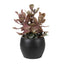 Succulent in Pot