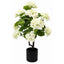 Hydrangeas in Pot - White