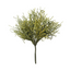Coral Grass Bush