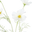 Cosmos Flower Spray - White