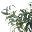 Eucalyptus Spray Bundle
