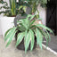 Original Chinese Goose Flower Bucket - Grey