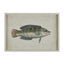 Pez Glass Art B - 50x35cm