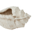 Conch Shell Pot - White