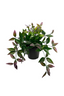 Wandering Dew Bush Potted Green + Purple