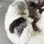 Sheepskin Beanbag - Lhasa