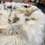 Sheepskin Beanbag - Lhasa