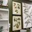 Pyrus Framed Art Print B - 45x60cm