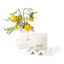 Nevé Candle - Kowhai Blossom + Lime