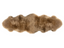 Premium Longwool NZ Sheepskin Double - Butterscotch