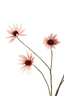 Rudbekia Spray - Dusky Pink