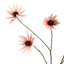 Rudbekia Spray - Dusky Pink