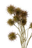 Sweet Chestnut Pod  Bundle - Brown