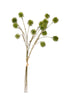 Sweet Chestnut Pod  Bundle - Green