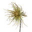Spider Mum Stem - Khaki Green