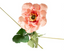 Anemone Antique - Mauve 95cm