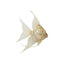 Angel Fish Hanging Decoration