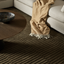 Anni Wool Rug - Mangrove 200x300cm