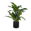 Aspidistra in Pot - 120cm