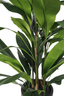 Aspidistra in Pot - 120cm