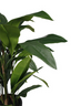 Aspidistra in Pot - 120cm