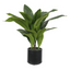 Aspidistra in Pot - 76cm