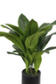 Aspidistra in Pot - 76cm