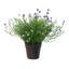 Babies Breath Potted - Violet