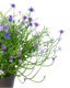 Babies Breath Potted - Violet
