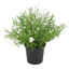 Babies Breath Potted - White