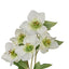 Helleborus Spray - White