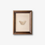 Butterfly Study Wall Art - 20x25cm