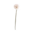 Dandelion Stem - Natural