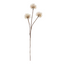 Dandelion Spray - Natural + Brown