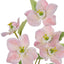 Helleborus Spray - Pink