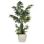 Caryota Potted Palm Tree - 130cm