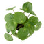 Pilea Potted Plant