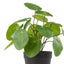 Pilea Potted Plant