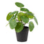Pilea Potted Plant