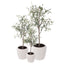 Eucalyptus Potted Tree - Medium