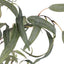 Eucalyptus Potted Tree - Medium