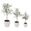 Eucalyptus Potted Tree - Medium