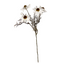 Echinacea Spray - Cream