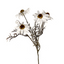 Echinacea Spray - Cream