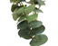 Eucalyptus - 90cm