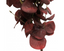 Eucalyptus - Red 88cm
